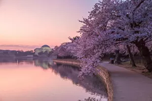 Thomas Jefferson Memorial Gallery: Washington DC Cherry Blossom Sunrise