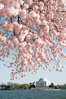 Thomas Jefferson Memorial Gallery: Washington DC Cherry Blossoms