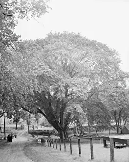 Dead Prints: Washington Elm Tree