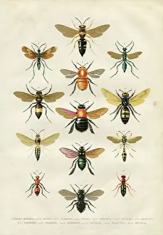 Wasp Prints: Wasp bumblebee insects illustration 1881