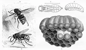 Images Dated 2nd March 2017: Wasp engraving 1884