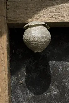 Nest Prints: Wasp nest in a barn