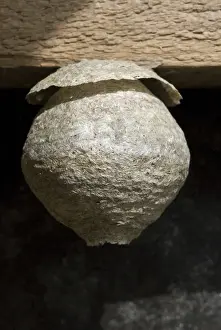 Nest Prints: Wasp nest in a barn