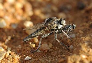 Wasp Robber Fly -Asilidae- with prey, Goegap Nature Reserve, Namaqualand, South Africa Wasp Robber Fly -Asilidae- with prey, Goegap Nature Reserve, Namaqualand, South Africa