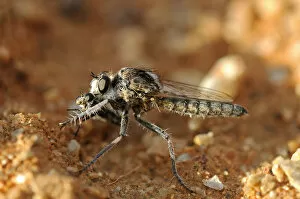 Images Dated 30th October 2010: Wasp Robber Fly with prey, Goegap Nature Reserve, Namaqualand, South Africa, Africa