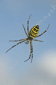 Wasp spider (Argiope bruennichi)