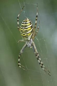 Spider Web Gallery: Wasp spider (Argiope bruennichi)