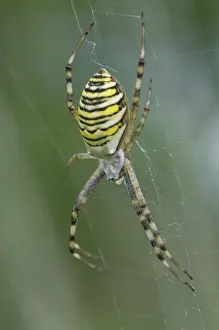 Arachnid Prints: Wasp spider (Argiope bruennichi)