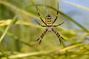 Wasp Spider -Argiope bruennichi- in a net, Limburg, Hesse, Germany, Europe