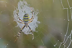 Images Dated 17th September 2014: Wasp Spider -Argiope bruennichi- on a spiders web, Emsland, Lower Saxony, Germany
