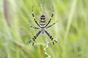 Images Dated 22nd August 2010: Wasp Spider -Argiope bruennichi-, on web, Neunkirchen, Siegerland, North Rhine-Westphalia, Germany