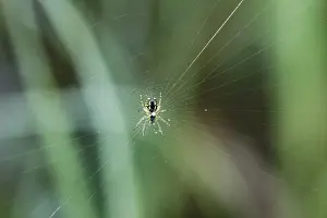 Wasp Prints: Wasp Spider (Argiope bruennichi) on web, Upper Bavaria, Bavaria, Germany, Europe