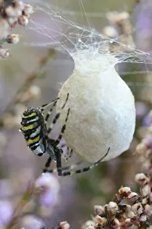 Images Dated 1st September 2014: Wasp Spider or Orb-weaving Spider -Argiope bruennichi-, spinning a cocoon, Emsland, Lower Saxony