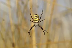 Images Dated 27th July 2014: Wasp Spider or Orb-weaving Spider -Argiope bruennichi- on a spiders web, Burgenland, Austria