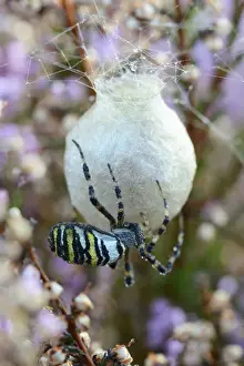 Arachnid Prints: Wasp Spider or Orb-weaving Spider -Argiope bruennichi