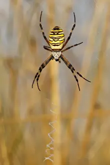 Araneae Prints: Wasp Spider or Orb-weaving Spider -Argiope bruennichi- on a spiders web