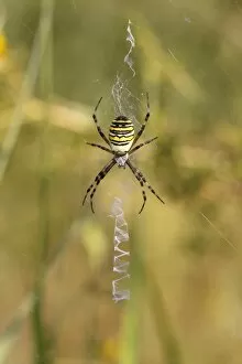 Wasp Spider or Zebra Spider -Argiope bruennichi-, female sitting in a web, North Rhine-Westphalia, Germany