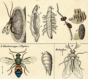 Life Science Prints: Wasps and flies, 19 century science illustration
