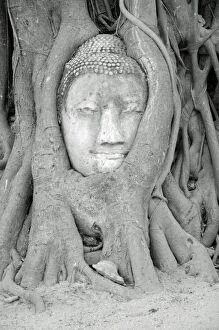 Intertwined Collection: Wat Mahathat Buddha Head and Roots, Ayutthaya
