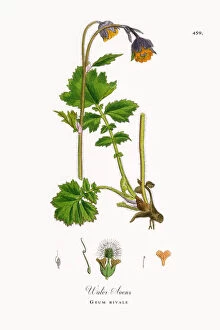 Images Dated 2nd June 2018: Water Avens, Geum rivale, Victorian Botanical Illustration, 1863