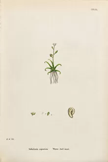 Images Dated 30th January 2017: Water Awlwort, Subularia aquatica, Victorian Botanical Illustration, 1863