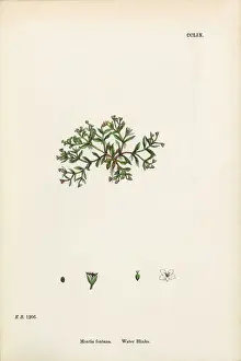 Water Blinks, Montia fontana, Victorian Botanical Illustration, 1863