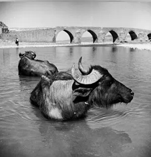 Three Lions Photo Agency Gallery: Water-Buffalo