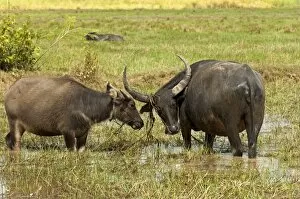 Images Dated 16th November 2011: Water buffalo cow -Bubalus arnee- with calf on a pasture, Cambodia, Southeast Asia