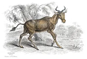 Images Dated 26th May 2017: Water buffalo lithograph 1884