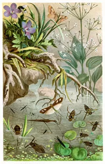 Images Dated 2nd March 2017: Water bugs Chromolithograph 1884