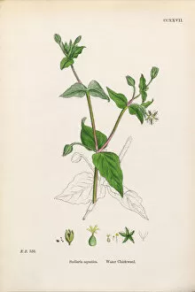 Images Dated 20th February 2017: Water Chickweed, Cerastium Aquatica, Victorian Botanical Illustration, 1863