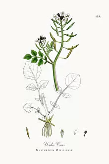Images Dated 28th September 2017: Water Cress, Nasturtium Officinale, Victorian Botanical Illustration, 1863