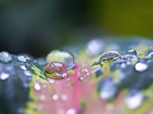 Marianna Armata Photography Prints: Water drop on a leaf
