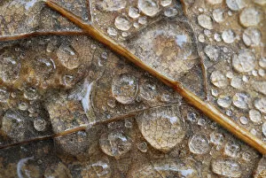 Oaks Collection: Water droplets on an oak leaf