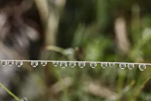 Dripping Gallery: Water drops on a blade of grass, Ireland, Europe