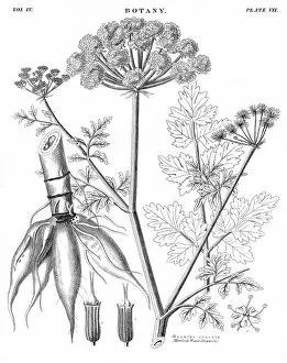 Images Dated 24th April 2017: Water dropwort botany engraving 1878