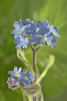 Images Dated 6th May 2013: Water Forget-me-not or True Forget-me-not -Myosotis palustris-, Untergroningen, Abtsgmuend