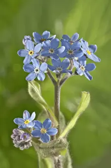 Borage Prints: Water Forget-me-not or True Forget-me-not -Myosotis palustris