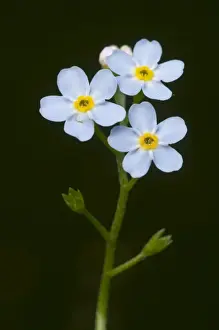 Variety Prints: Water Forget-me-not or True Forget-me-not (Myosotis palustris)