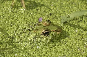 Aquatic Plant Gallery: Water Frog -Rana sp.- in water covered with duckweed, Leptokaria, Greece, Europe