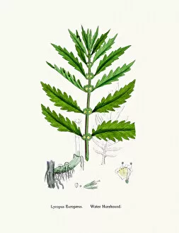 English Botany, or Coloured figures of British Plants Collection: Water Horehound tree branch