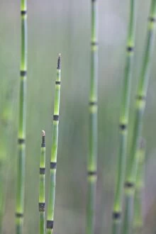 Images Dated 9th July 2011: Water Horsetail or Swamp Horsetail -Equisetum fluviatile-, Emsland region, Lower Saxony, Germany