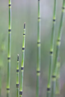 Emsland Prints: Water Horsetail or Swamp Horsetail -Equisetum fluviatile