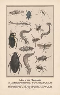 Images Dated 7th November 2017: Water insects in a biotope, hand-colored lithograph, published in 1889