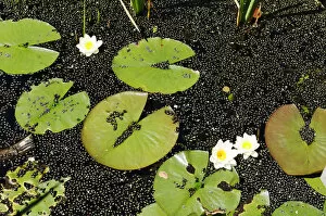 Nymphaea Gallery: Water lilies (Nymphaea) on Montiggler See lake, on the Weinstrasse wine route, Oltradige