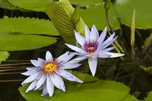 Botanical Garden Prints: Water Lilies -Nymphaea-, Planten un Blomen Botanical Garden, Hamburg, Germany