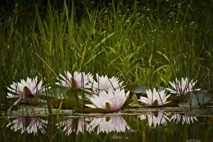 Images Dated 12th June 2011: Water lilies -Nymphaea sp.-, cultivar