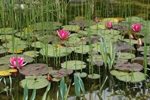 Aquatic Plant Gallery: Water lilies -Nymphaea sp.-, in a garden Pond in rain, Allgaeu, Bavaria, Germany, Europe