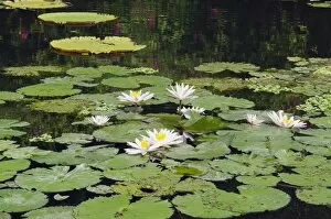 Images Dated 5th April 2012: Water lilies -Nymphaea-, water lily pond in the water palace, Tirtagangga, Bali, Indonesia