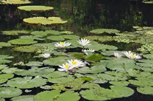 Nymphaea Prints: Water lilies -Nymphaea-, water lily pond in the water palace, Tirtagangga, Bali, Indonesia